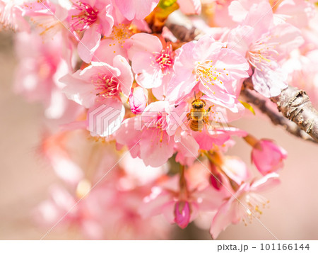 春の景色 満開の河津桜の蜜を求めて来たかわいいミツバチ 春の景色 満開の河津桜の蜜を求めて来たかわいいミツバチ 101166144
