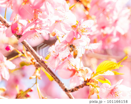 春の景色　満開の河津桜の蜜を求めて来たかわいいミツバチ 101166158