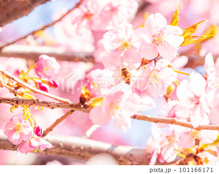 春の景色 満開の河津桜の蜜を求めて来たかわいいミツバチ 春の景色 満開の河津桜の蜜を求めて来たかわいいミツバチ 101166171