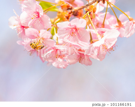 春の景色 満開の河津桜の蜜を求めて来たかわいいミツバチ 春の景色 満開の河津桜の蜜を求めて来たかわいいミツバチ 101166191
