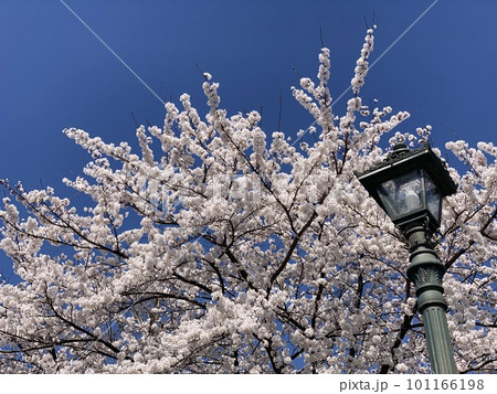 満開の桜と街灯 101166198