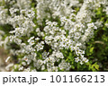 白いユキヤナギの花 101166213