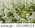 白いユキヤナギの花 101166214