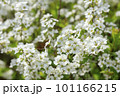 白いユキヤナギの花 101166215