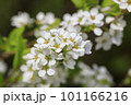 白いユキヤナギの花 101166216