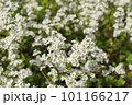 白いユキヤナギの花 101166217
