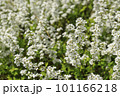 白いユキヤナギの花 101166218