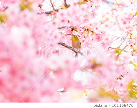 早春の光を浴びて輝く満開の河津桜に蜜を吸いに来たかわいいメジロ 101166476