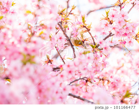 早春の光を浴びて輝く満開の河津桜に蜜を吸いに来たかわいいメジロ 101166477