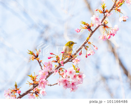 早春の光を浴びて輝く満開の河津桜に蜜を吸いに来たかわいいメジロ 101166486