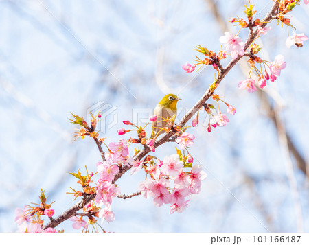 早春の光を浴びて輝く満開の河津桜に蜜を吸いに来たかわいいメジロ 101166487
