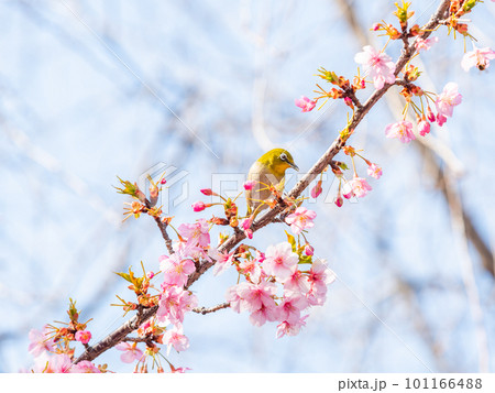 早春の光を浴びて輝く満開の河津桜に蜜を吸いに来たかわいいメジロ 101166488
