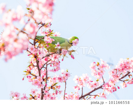早春の光を浴びて輝く満開の河津桜に遊びに来たワカケホンセイインコ 101166558
