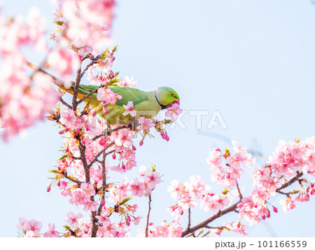 早春の光を浴びて輝く満開の河津桜に遊びに来たワカケホンセイインコ 早春の光を浴びて輝く満開の河津桜に遊びに来たワカケホンセイインコ 101166559