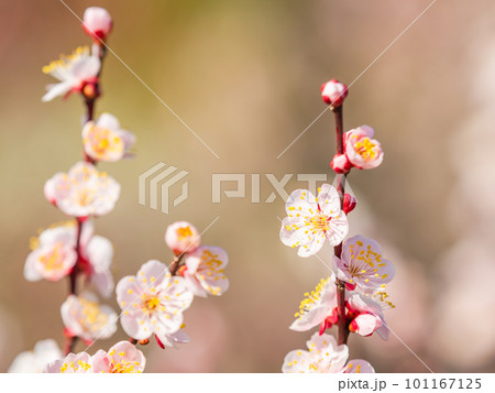 春の訪れを告げる満開の清楚な紅梅 春の訪れを告げる満開の清楚な紅梅 101167125