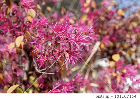 トキワマンサク（ベニバナトキワマンサク）のピンクの花 101167154