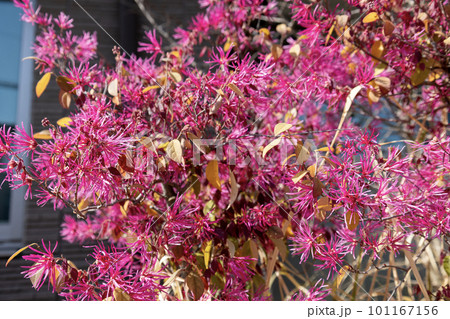 トキワマンサク(ベニバナトキワマンサク)のピンクの花 トキワマンサク(ベニバナトキワマンサク)のピンクの花 101167156