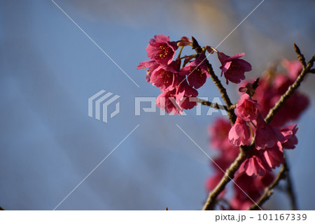 早春の寒緋桜 101167339