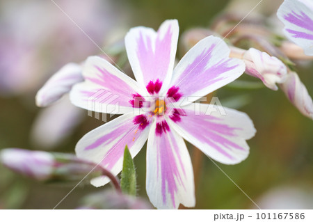 咲き始めた可愛いピンクの芝桜 101167586