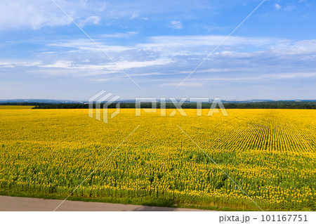 Agricultural sunflower field 101167751