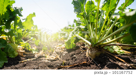 Sugar beet close up Sugar beet close up 101167752