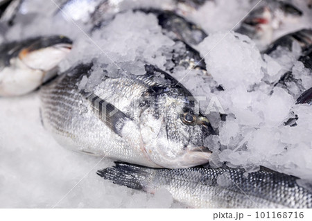 Fresh raw fish with ice in supermarket, closeup Fresh raw fish with ice in supermarket, closeup 101168716
