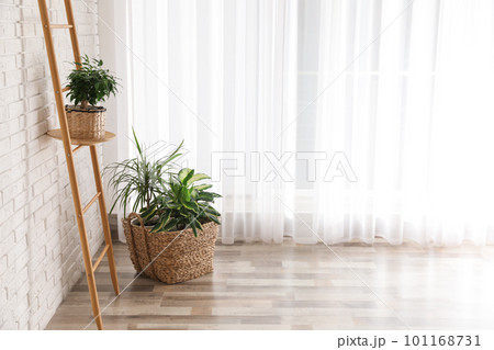 Beautiful green potted plants in stylish room interior. Space for text 101168731