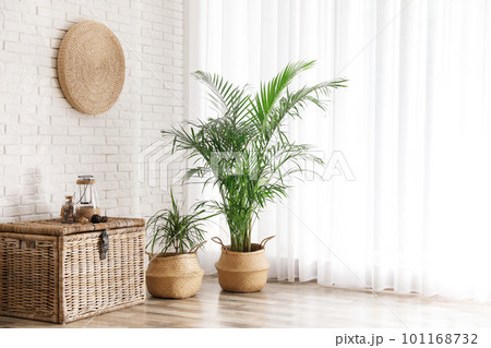 Beautiful green potted plants in stylish room interior. Space for text Beautiful green potted plants in stylish room interior. Space for text 101168732