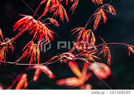 Red maple (Japanese maple) - new leaves on black background Red maple (Japanese maple) - new leaves on black background 101169205