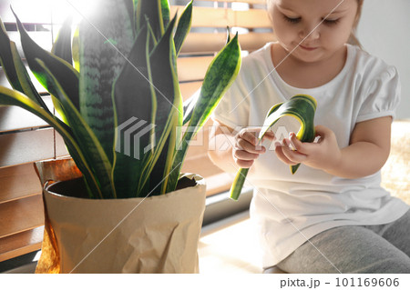 Little girl breaking houseplant at home, closeup 101169606