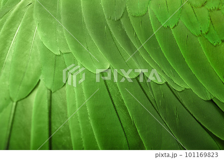 Colorful feathers of Alexandrine Parakeet as background, closeup 101169823