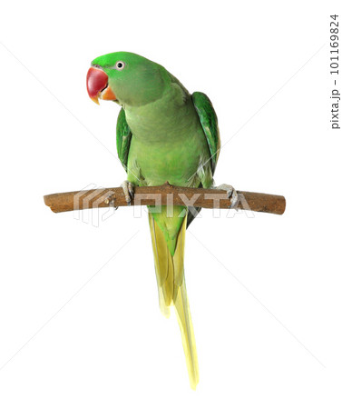 Beautiful Alexandrine Parakeet on tree branch against white background Beautiful Alexandrine Parakeet on tree branch against white background 101169824