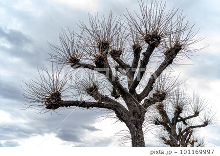 crown of a tree without leaves on a blue sky 101169997