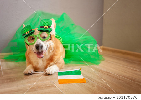 Funny corgi dog in costume, Irish holiday, St. Patrick's Day, glasses, shamrock, flag of Ireland, 101170376