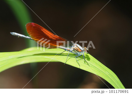 カワトンボ（オス・橙色翅型） 101170691