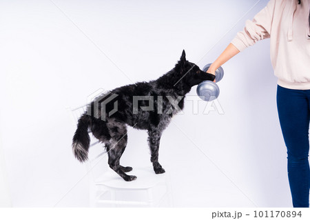 Mudi black dog in white studio with dumbbell, active animal Mudi black dog in white studio with dumbbell, active animal 101170894