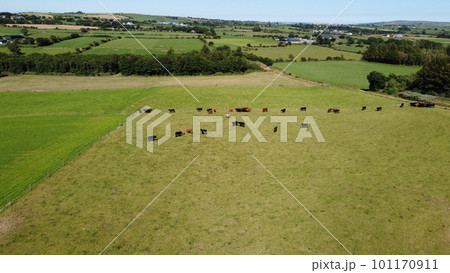 Cows on a meadow on a summer day. Green farm fields at noon. Agricultural landscape, top view, green grass field. Cows on a meadow on a summer day. Green farm fields at noon. Agricultural landscape, top view, green grass field. 101170911