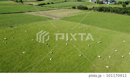 Flock of sheep on a farm pasture on a sunny summer day, aerial view. Livestock farm. Grazing cattle in the pasture at noon. Flock of sheep on a farm pasture on a sunny summer day, aerial view. Livestock farm. Grazing cattle in the pasture at noon. 101170912