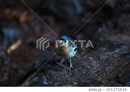 Common chaffinch Fringilla coelebs sitting on a stone Common chaffinch Fringilla coelebs sitting on a stone 101171010