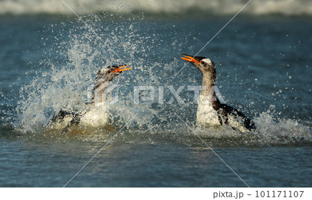 Close up of two Gentoo penguins splashing in water 101171107