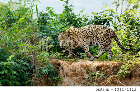 Jaguar walking on a river bank 101171112