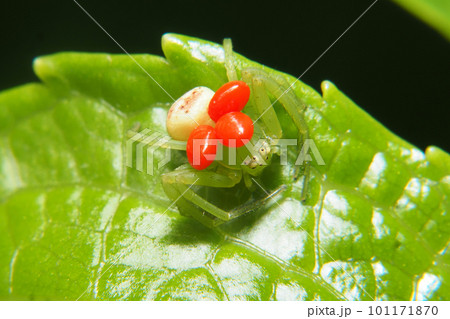 コハナグモに寄生したタカラダニの一種の幼虫 101171870