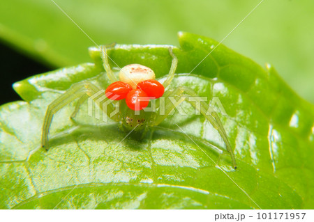 コハナグモに寄生したタカラダニの一種の幼虫 101171957