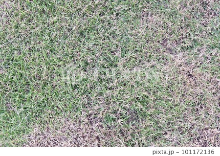 Background of Green with Dried Grass Background of Green with Dried Grass 101172136
