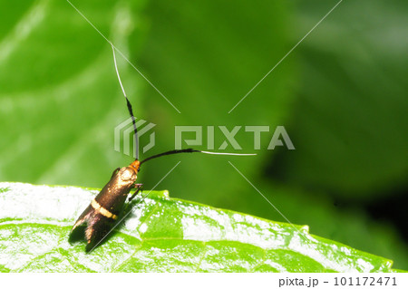 ホソオビヒゲナガ（メス） 101172471