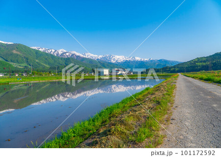 【初夏素材】白馬村の田植え前の水田と北アルプス【長野県】 【初夏素材】白馬村の田植え前の水田と北アルプス【長野県】 101172592