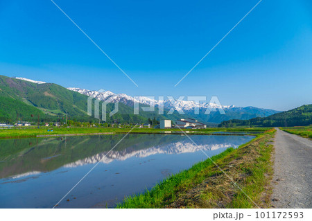 【初夏素材】白馬村の田植え前の水田と北アルプス【長野県】 【初夏素材】白馬村の田植え前の水田と北アルプス【長野県】 101172593