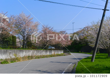 千葉県流山市桐ケ谷の風景_桜のある風景2023年4月 101172909