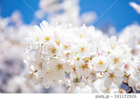 【二子山公園】満開に咲いた桜 【二子山公園】満開に咲いた桜 101172926