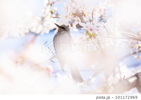 【ヒヨドリ】桜の蜜を食べに来たヒヨドリ 【ヒヨドリ】桜の蜜を食べに来たヒヨドリ 101172969